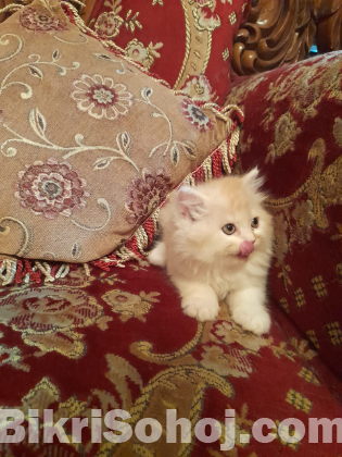 Pure persian cat